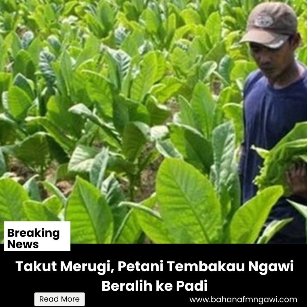 Terpukul Kemarau Basah, Petani Ngawi Alihkan Lahan Tembakau ke Padi