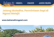 Jelang Iduladha, Permintaan Sapi di Ngawi Melejit