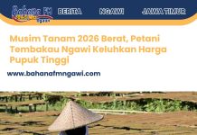 Musim Tanam 2026 Berat, Petani Tembakau Ngawi Keluhkan Harga Pupuk Tinggi