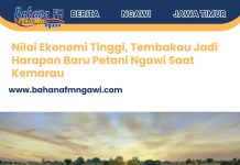 Nilai Ekonomi Tinggi, Tembakau Jadi Harapan Baru Petani Ngawi Saat Kemarau
