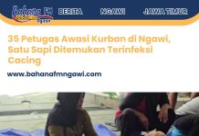 35 Petugas Awasi Kurban di Ngawi, Satu Sapi Ditemukan Terinfeksi Cacing Hati