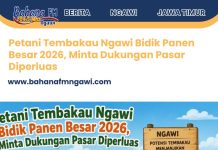Petani Tembakau Ngawi Bidik Panen Besar 2026, Minta Dukungan Pasar Diperluas