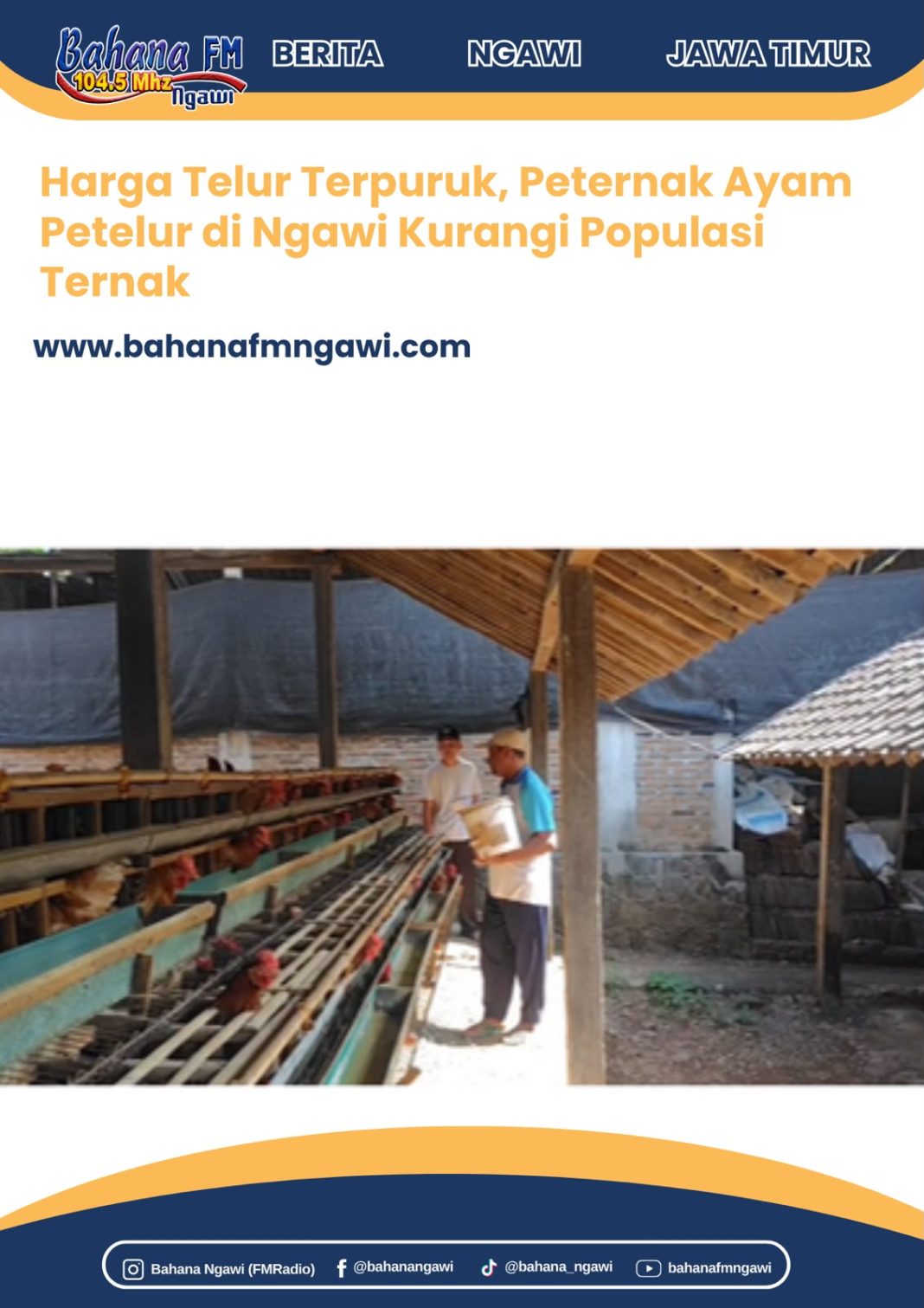 Harga Telur Terpuruk, Peternak Ayam Petelur di Ngawi Kurangi Populasi Ternak