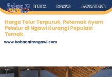 Harga Telur Terpuruk, Peternak Ayam Petelur di Ngawi Kurangi Populasi Ternak