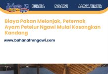 Biaya Pakan Melonjak, Peternak Ayam Petelur Ngawi Mulai Kosongkan Kandang