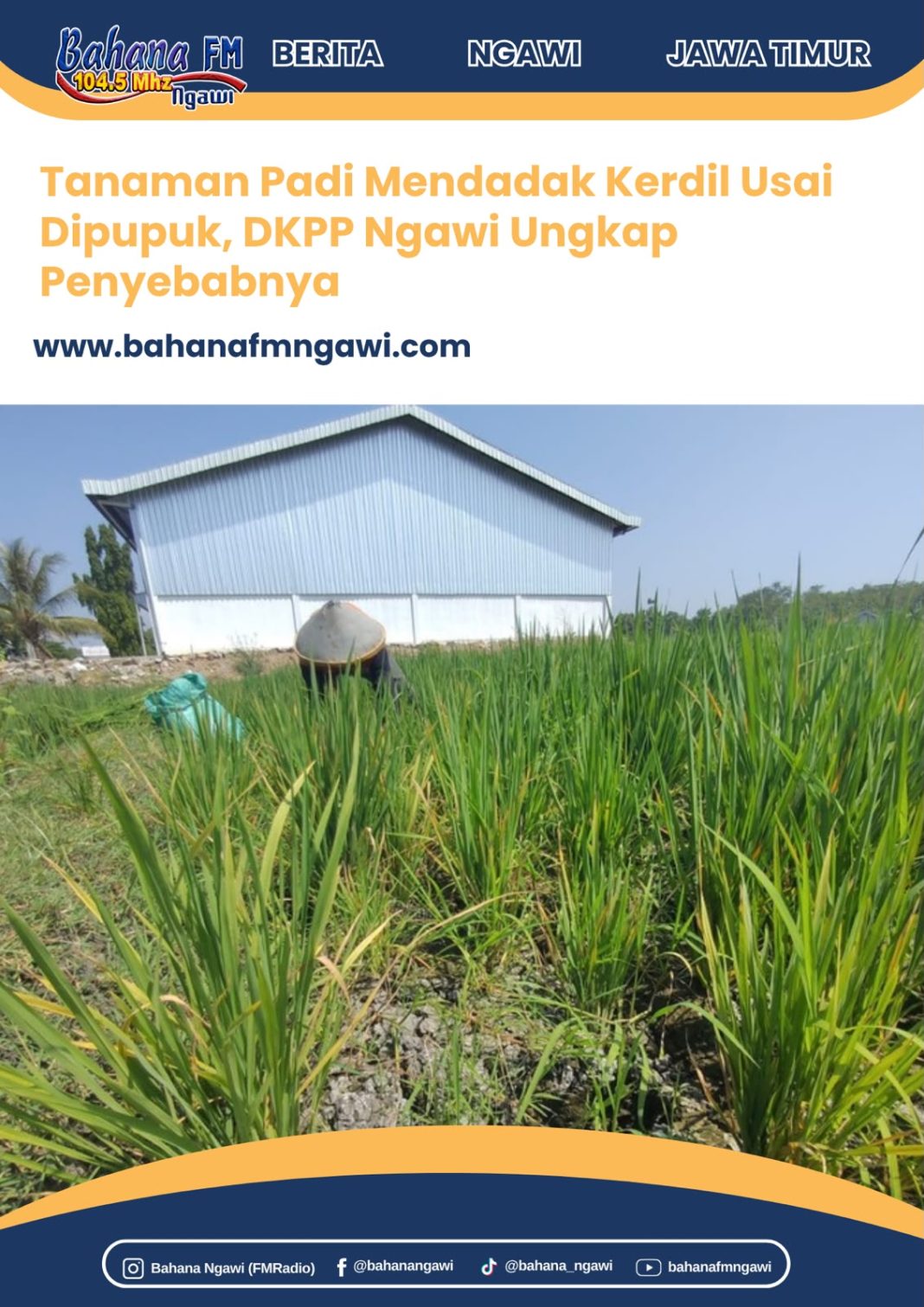 Tanaman Padi Mendadak Kerdil Usai Dipupuk, DKPP Ngawi Ungkap Penyebabnya