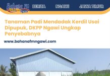 Tanaman Padi Mendadak Kerdil Usai Dipupuk, DKPP Ngawi Ungkap Penyebabnya