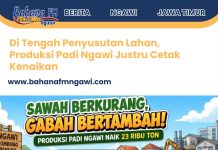 Di Tengah Penyusutan Lahan, Produksi Padi Ngawi Justru Cetak Kenaikan