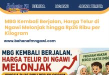 MBG Kembali Berjalan, Harga Telur di Ngawi Melonjak hingga Rp26 Ribu per Kilogram