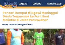 Pencari Rumput di Ngawi Meninggal Dunia Terperosok ke Parit Saat Melintas di Jalan Persawahan